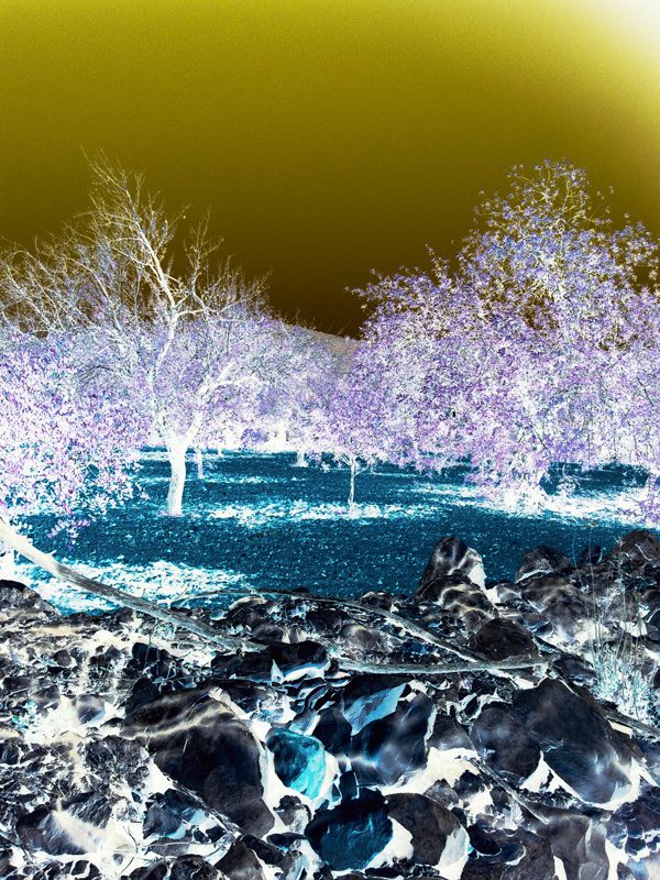 Negative image of Portuguese almond grove