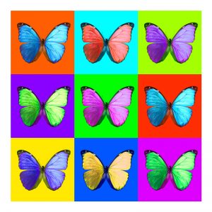 Butterfly montage photographed and created for Leeds City Museum and used in their Natural beauty exhibition