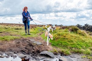 Dog Walker