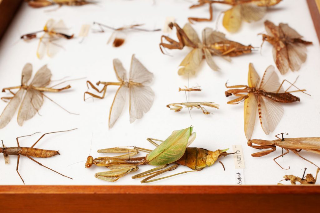 Natural history revisited. A blog post on insect photography for Leeds City Museum