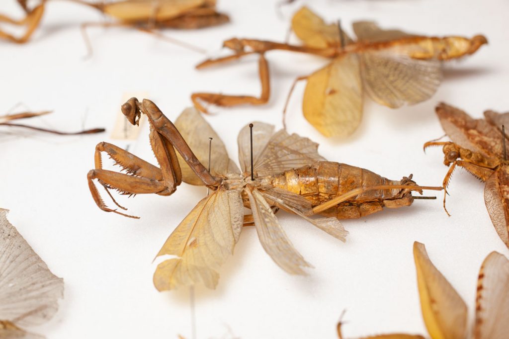 Natural history revisited. A blog post on insect photography for Leeds City Museum