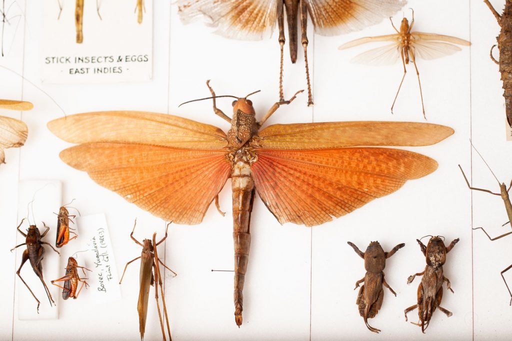 Natural history revisited. A blog post on insect photography for Leeds City Museum