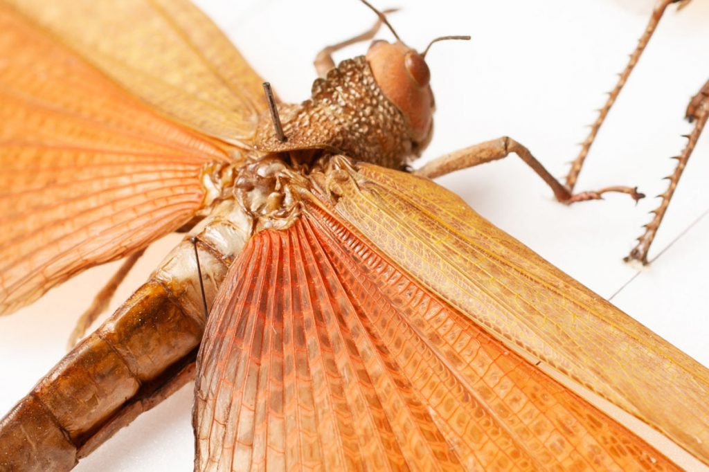 Natural history revisited. A blog post on insect photography for Leeds City Museum