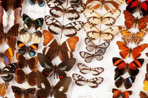 Insect tray at Leeds Museum currently featured on the Sara Porter Photography blog pst natural history revisited