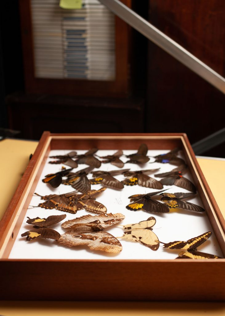 Natural History revisited blog post. Insect tray photographed at Leeds Museum