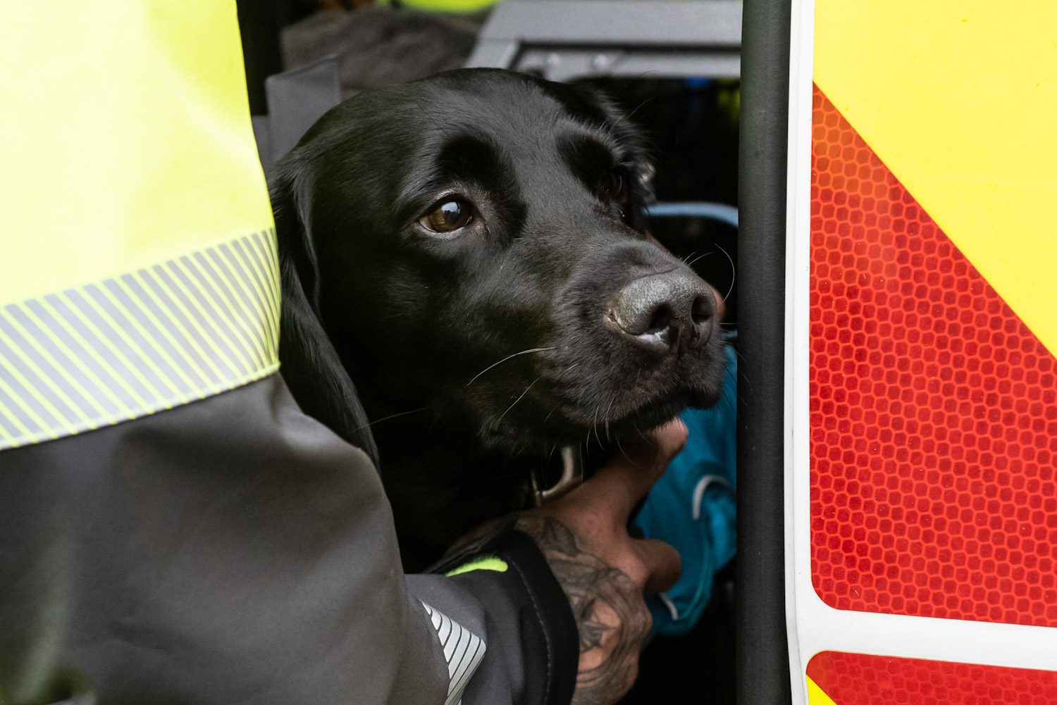 black labrador looking out of van