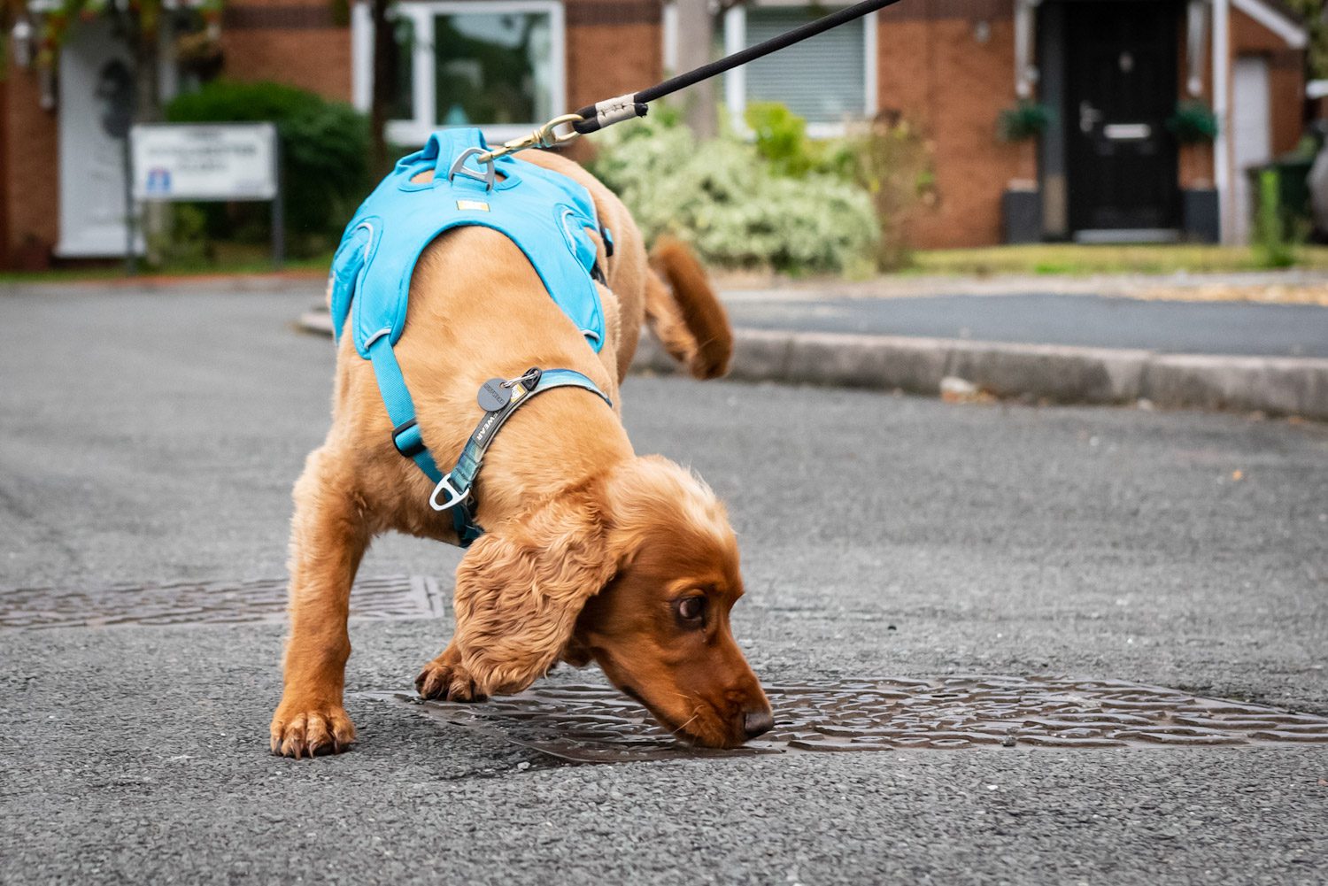 detection dog sniffing for water leak on residential road