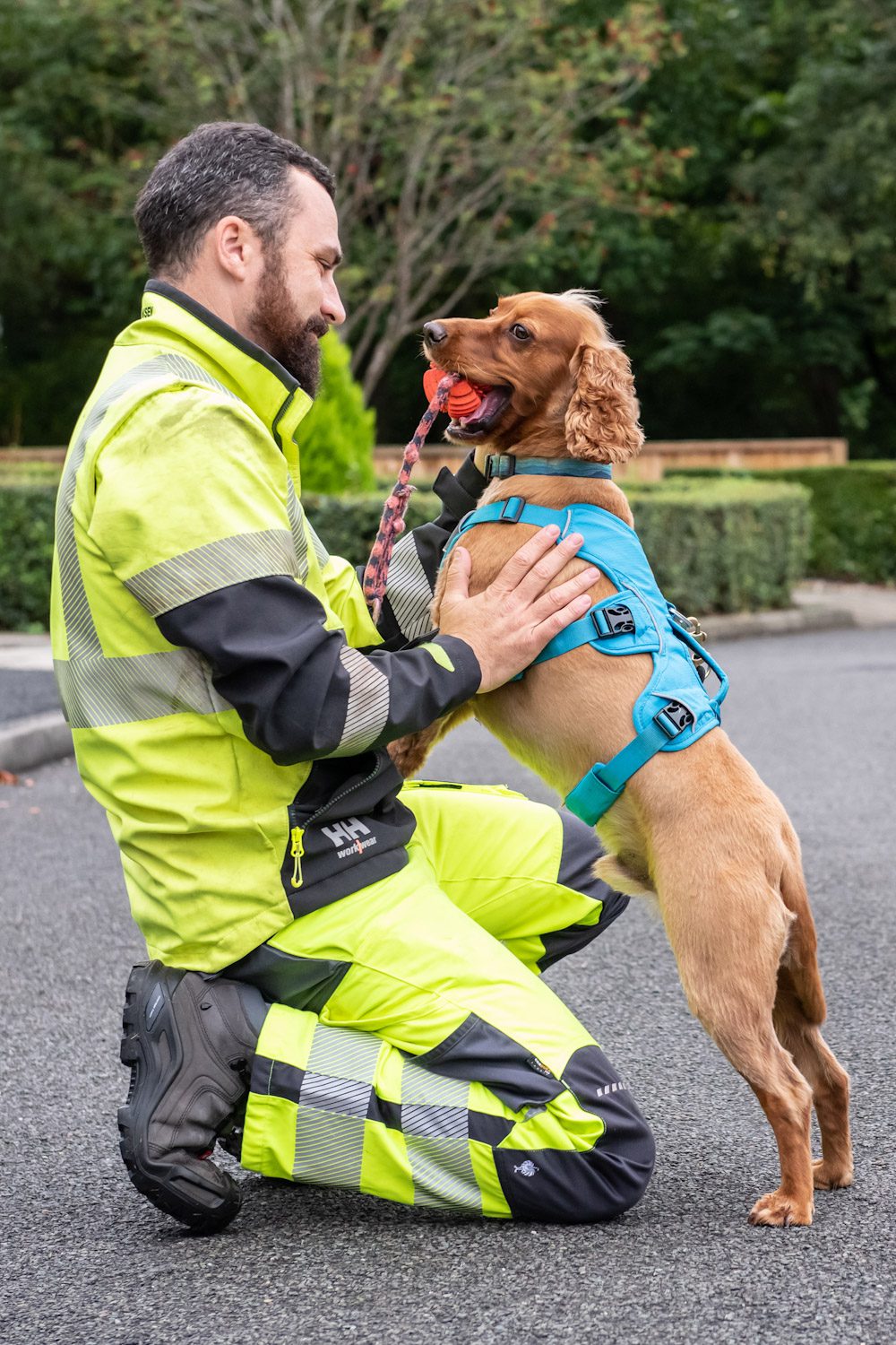 detection dog playing with a ball with his handler who is kneeling on the ground