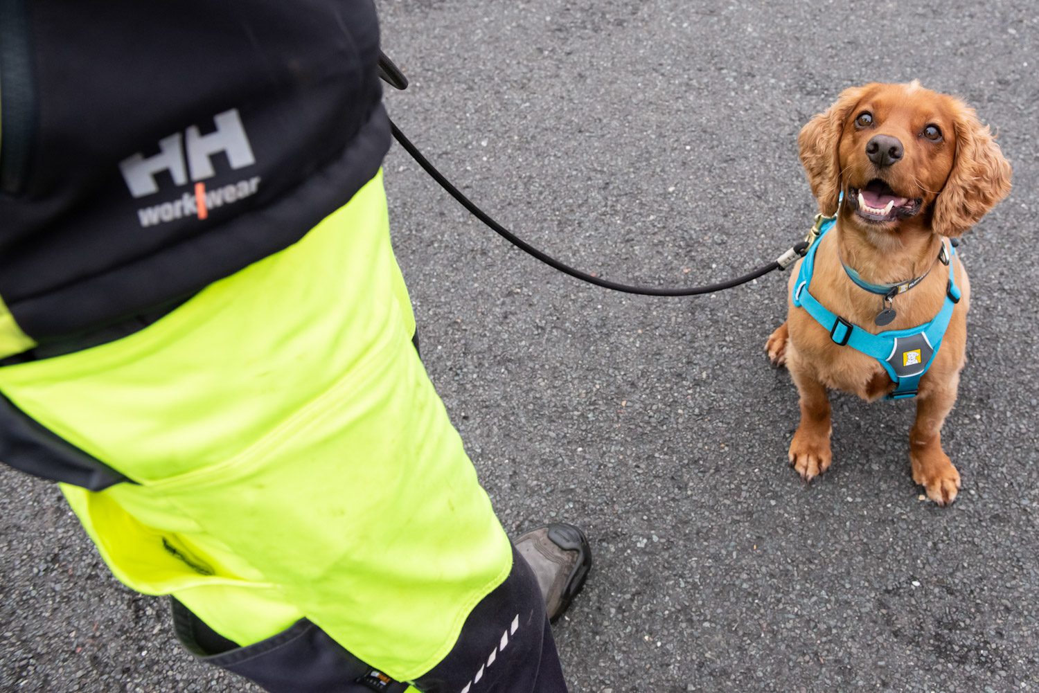 detection dog looking up at his handler