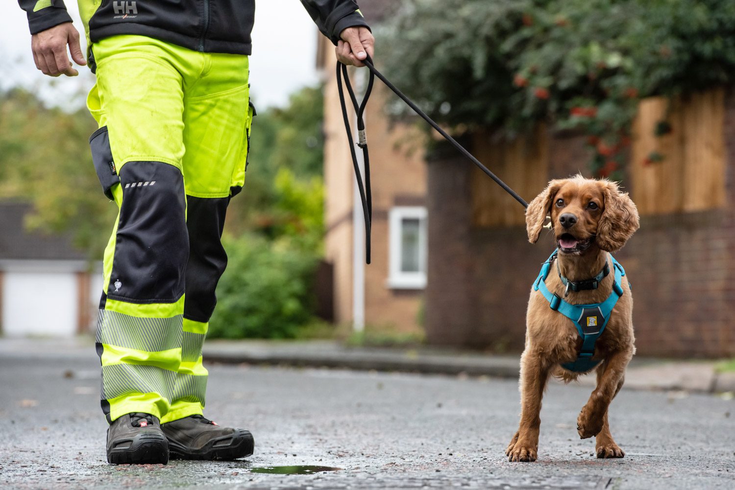 water detection dog shot at ground level whilst working