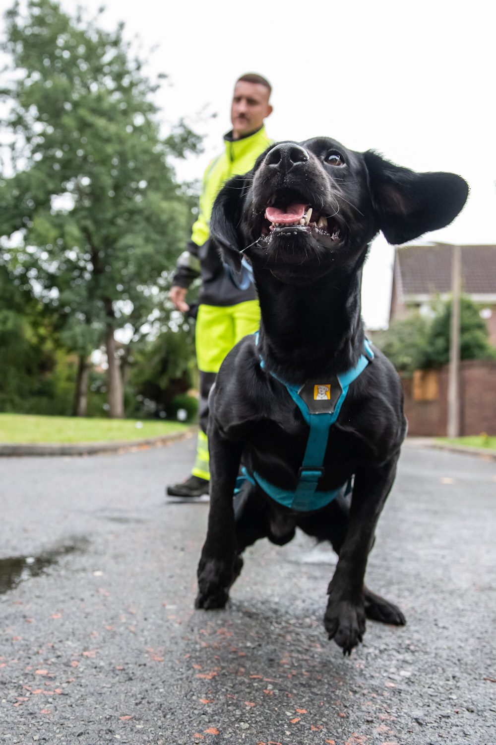 black detection dog at work shot at ground level